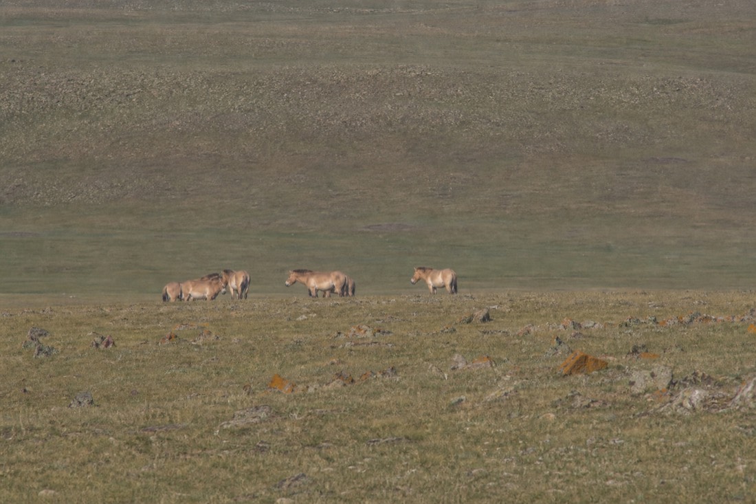 A Hustai valley with a small band of wild takhi in the distance, the kind of accessible viewing the Chernobyl zone cannot offer