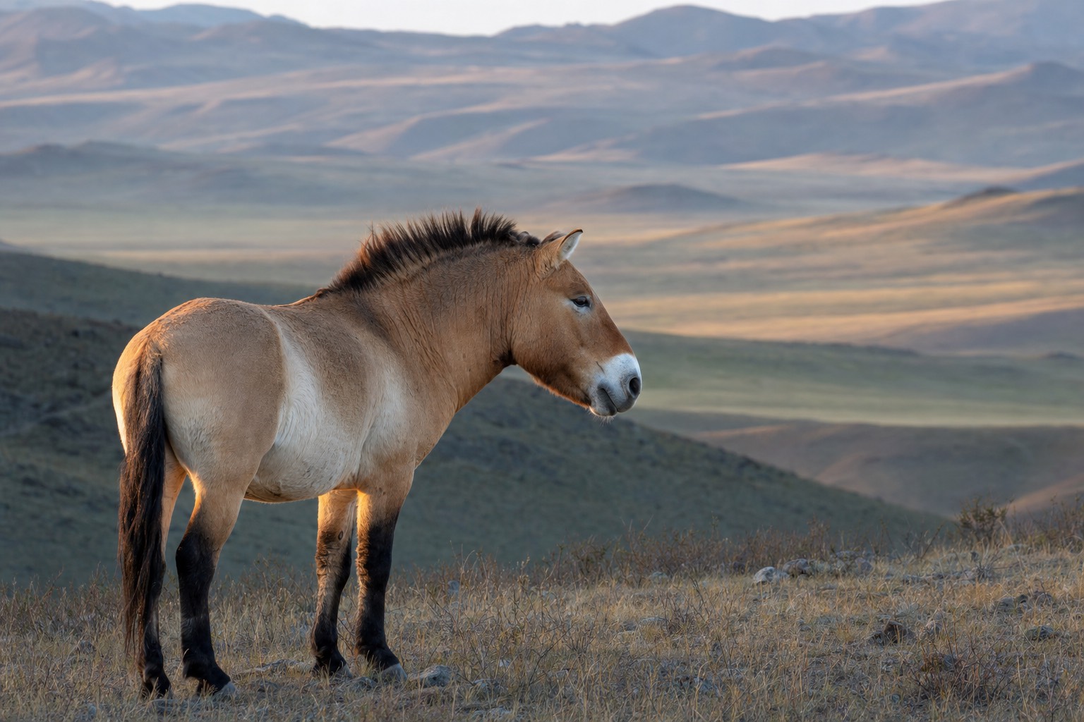 A takhi stallion standing on a Hustai ridge at dawn, dun coat and dark upright mane catching the light, the national animal of Mongolia in the wild
