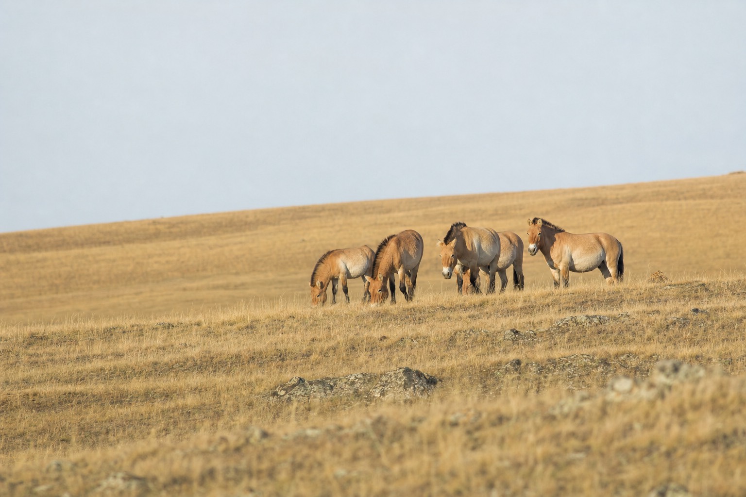 A Przewalski's horse harem grazing on a distant golden hillside at dawn, shot with a long lens across open Hustai steppe