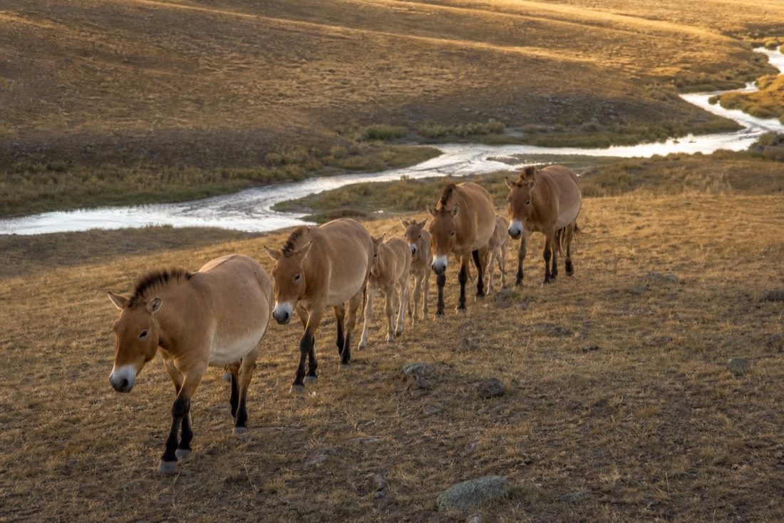 A takhi harem in single file descending a dawn-lit slope toward a valley stream at Hustai, foals sheltered in the middle of the line