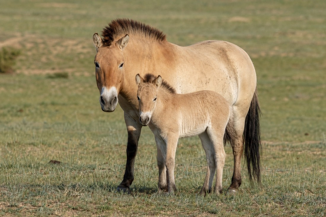 A wild-born takhi foal standing close to its mare on the Hustai steppe, both showing the dun coat and dark upright mane of the Przewalski's horse