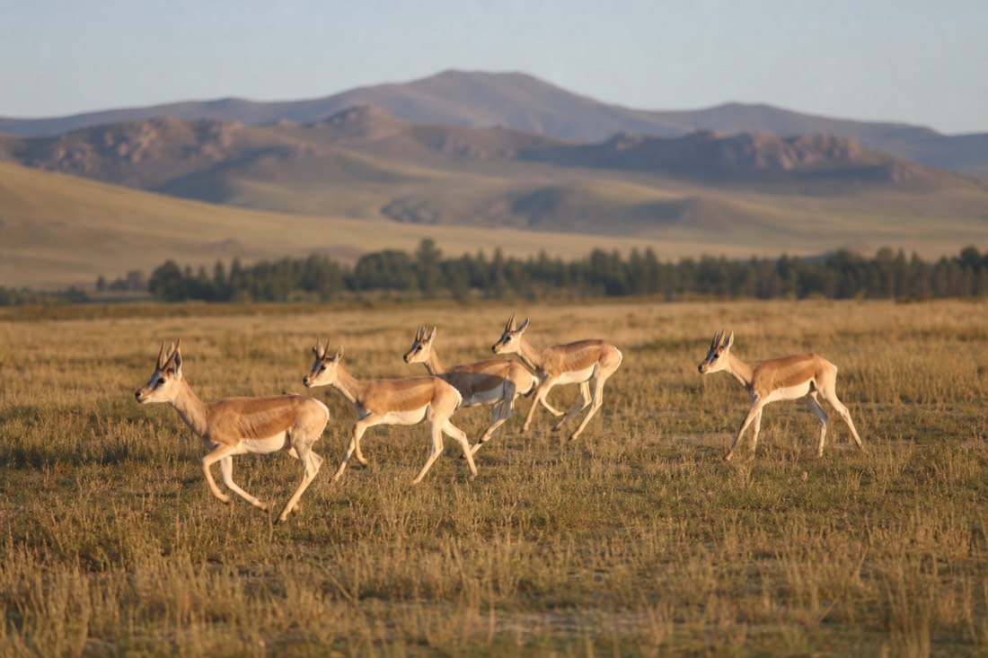 A small herd of Mongolian gazelle running across open dawn-lit steppe grassland in Hustai National Park with hills in the distance and no people visible