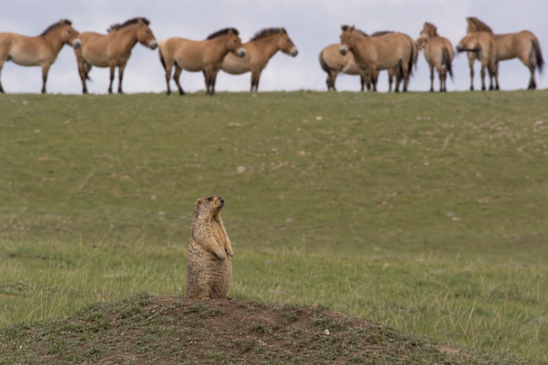 A plump tarbagan marmot standing upright on its burrow mound in steppe grassland at Hustai, with a distant group of stocky dun wild horses with pale muzzles and dark upright manes on the ridge behind