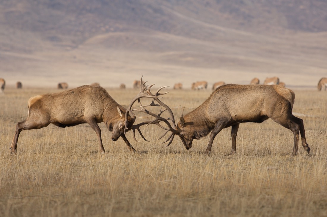 Two red deer stags with large antlers sparring in golden autumn grassland at Hustai National Park with steppe hills in the background and no people visible