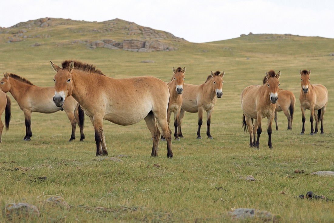 A takhi harem of stocky dun horses with dark erect manes and pale muzzles spread across open grassland, ears forward and alert, maintaining wary distance from a stationary vehicle on the Hustai steppe