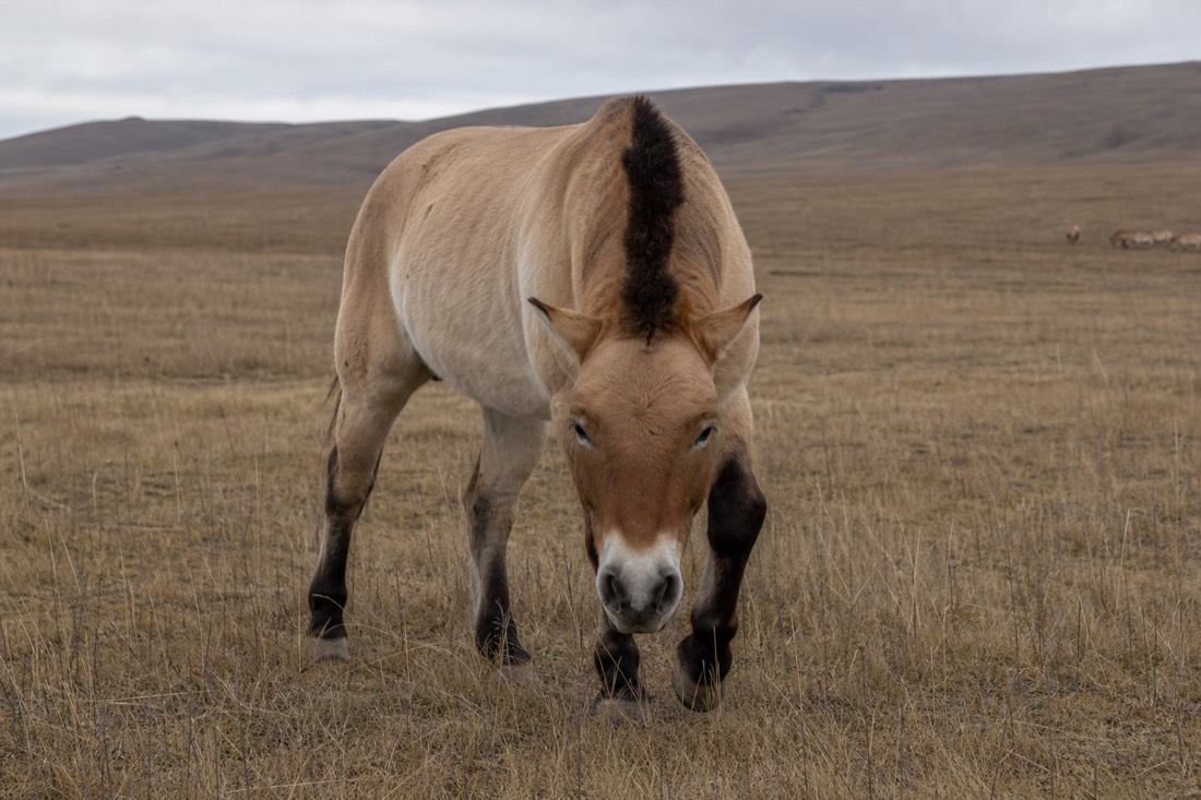 A stocky dun takhi stallion with a short dark erect mane pinning its ears back and lowering its head in a warning posture, facing toward the viewer on the open Hustai steppe