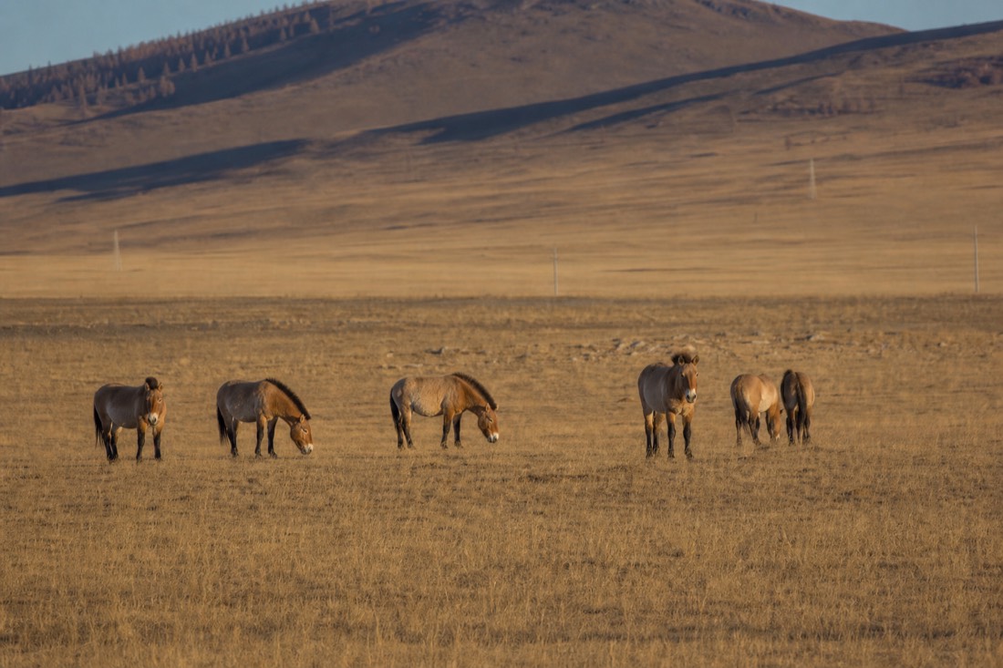 Golden autumn grassland in a Hustai valley at low evening light, with a small harem of stocky dun Przewalski's horses grazing in the distance, each with a short dark erect mane, no forelock and a pale muzzle