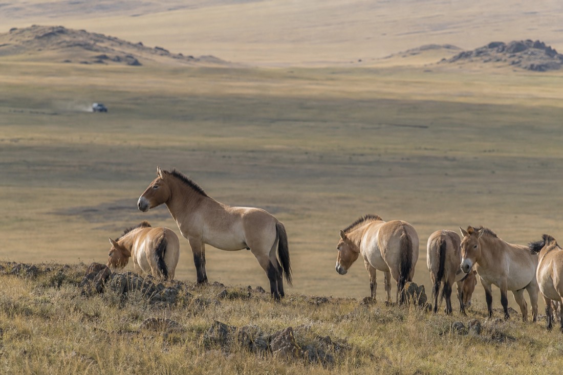 A takhi stallion watching over his harem while visitors observe from a vehicle far downhill