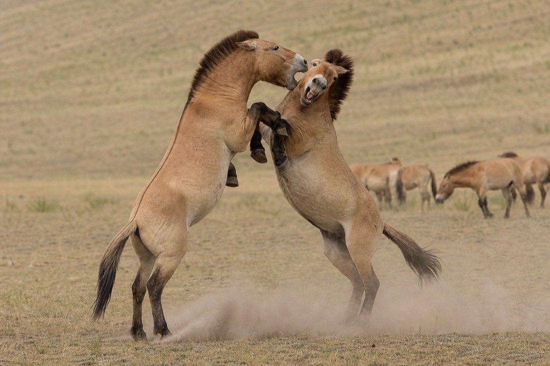 Two stocky dun takhi stallions with dark erect manes sparring with raised forelegs in a dust cloud on the open Hustai steppe, natural harem competition behavior