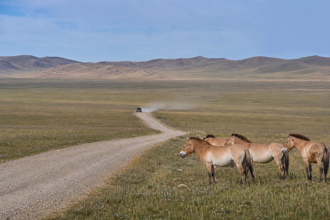 A four wheel drive vehicle raising a dust plume on the graded gravel approach road to the Hustai National Park entrance, flat open Mongolian steppe grassland stretching to low rounded hills under a wide blue sky