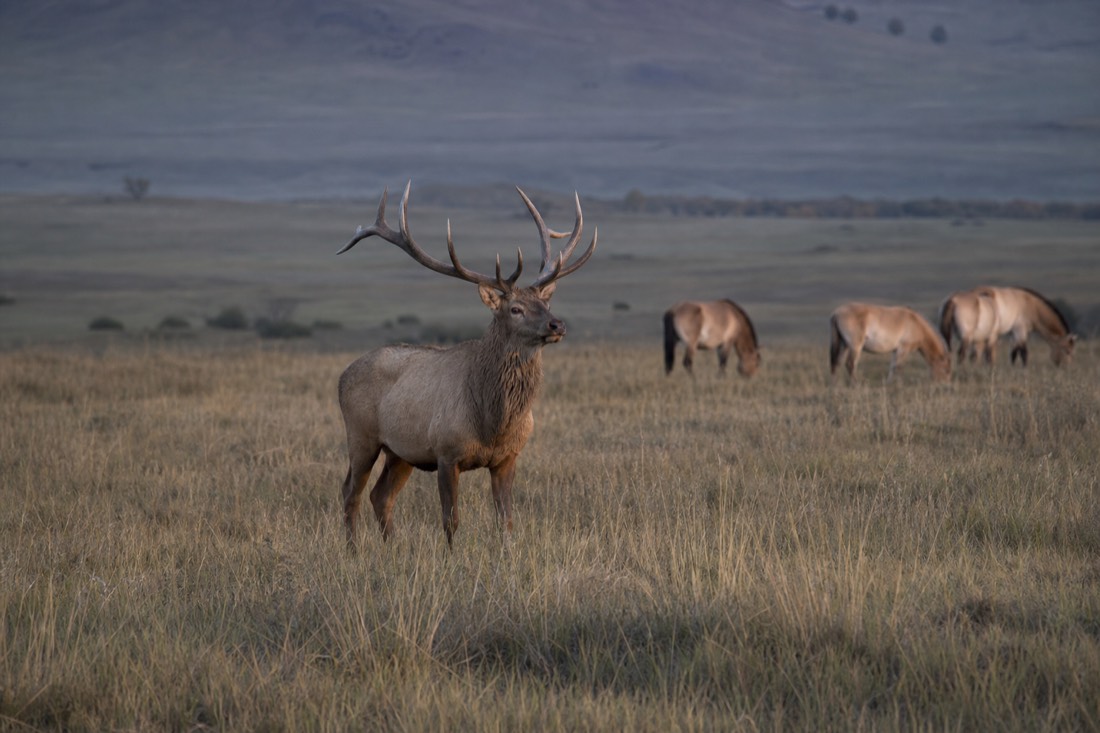 A red deer stag with a full set of antlers standing alert in a grassy Hustai valley at dusk