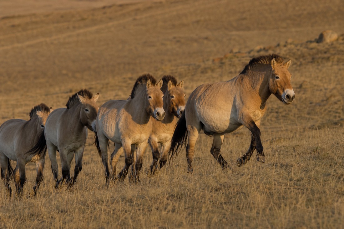 A dun-coated Przewalski's horse stallion with a short dark erect mane, no forelock and a pale muzzle, driving a small harem of mares down a steppe slope at dusk under warm evening light in Hustai National Park