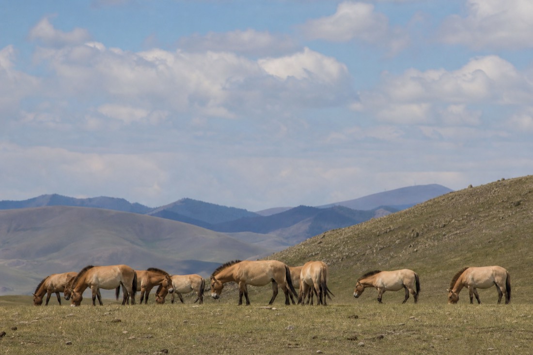 A wide grassy valley in Hustai National Park with a distant harem of stocky dun-coated wild horses with short dark erect manes grazing on the lower slopes under a big open sky