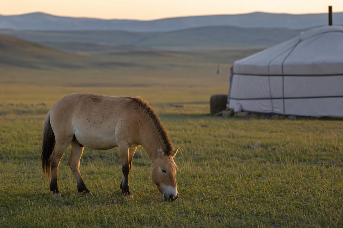 A stocky dun takhi with a short dark erect mane grazing near a traditional white ger tent on the open Mongolian steppe at golden hour, symbolizing the horse's place in Mongolian nomadic culture