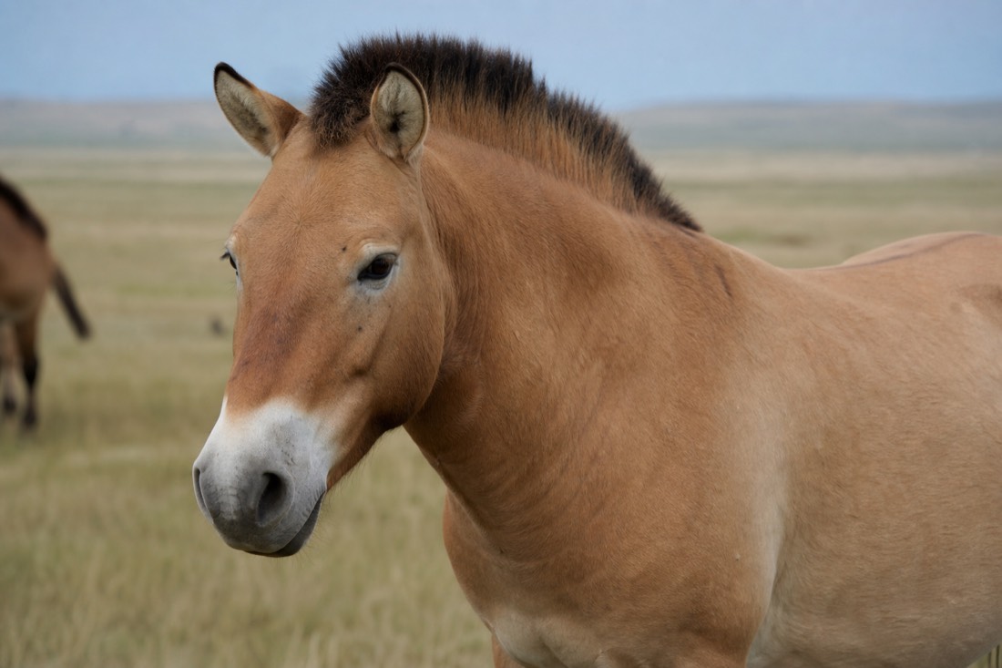 Close portrait of a stocky dun takhi stallion showing its short dark erect mane, no forelock, pale muzzle and heavy head on the open steppe