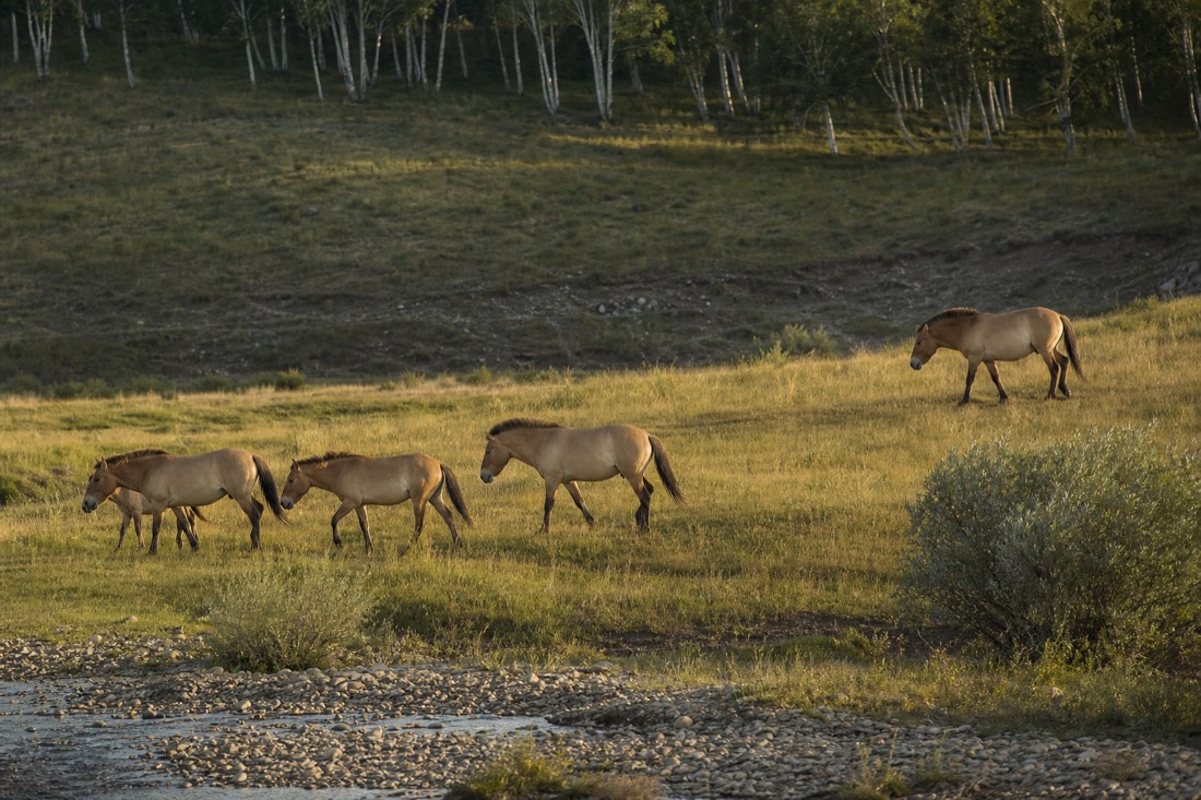 Wild Przewalski's horses moving down a grassy valley in Hustai National Park, seen on the private day tour from Ulaanbaatar