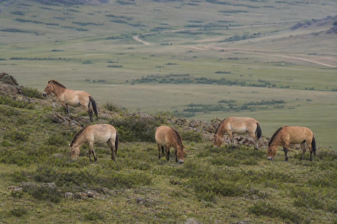 A group of takhi horses on a hillside in Hustai National Park, the destination of the group day trip from Ulaanbaatar